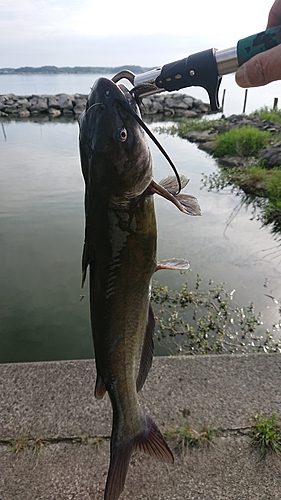 チャネルキャットフィッシュの釣果