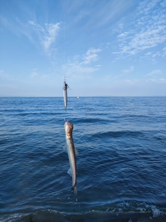 エソの釣果