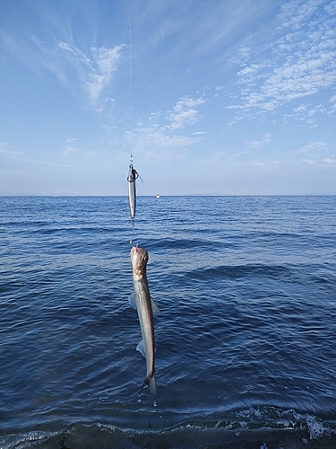 エソの釣果