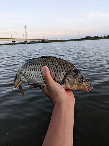 コイの釣果