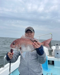 マダイの釣果