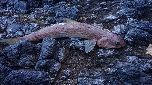 エソの釣果