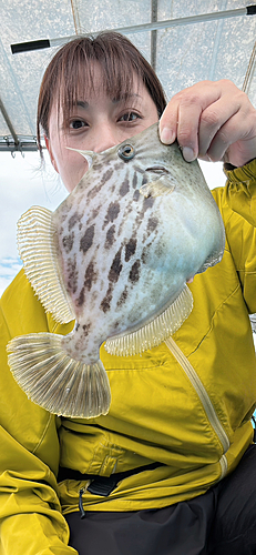 カワハギの釣果