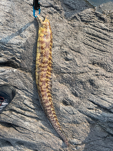 ウツボの釣果