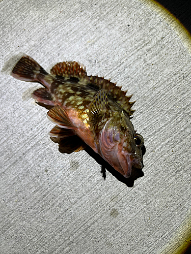 カサゴの釣果