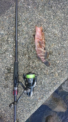 キジハタの釣果