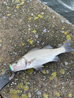 セイゴ（ヒラスズキ）の釣果