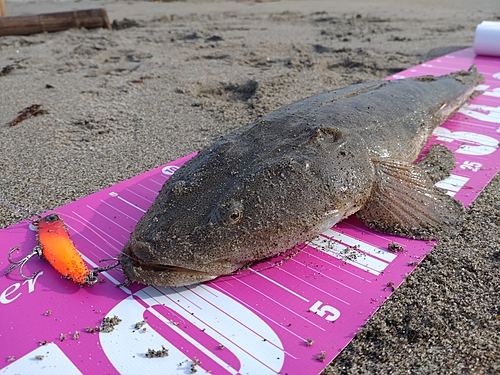 マゴチの釣果