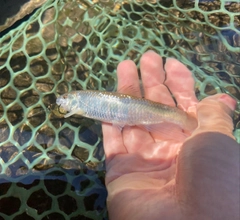 オイカワの釣果