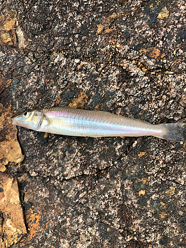 キスの釣果