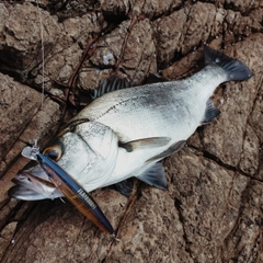 ヒラスズキの釣果