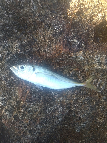 マアジの釣果