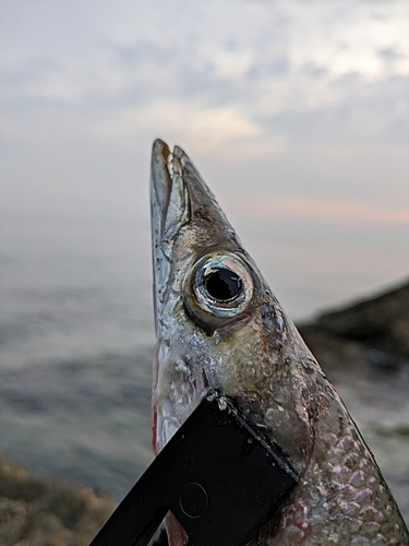 カマスの釣果