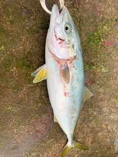 イナダの釣果