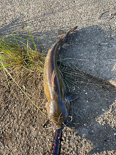 ナマズの釣果