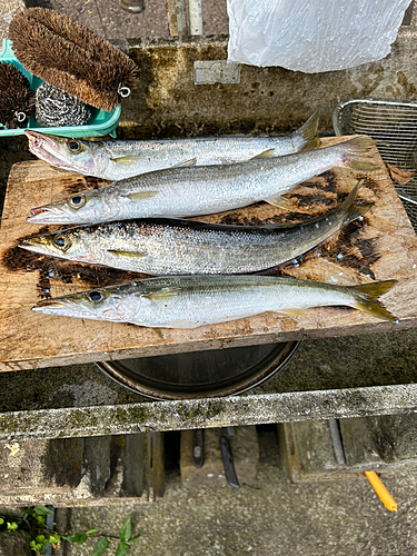 アカカマスの釣果