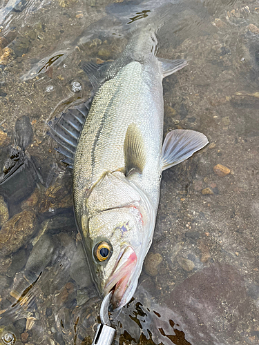 スズキの釣果