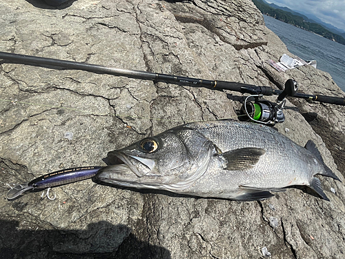 ヒラスズキの釣果