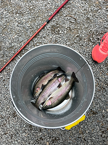 ニジマスの釣果