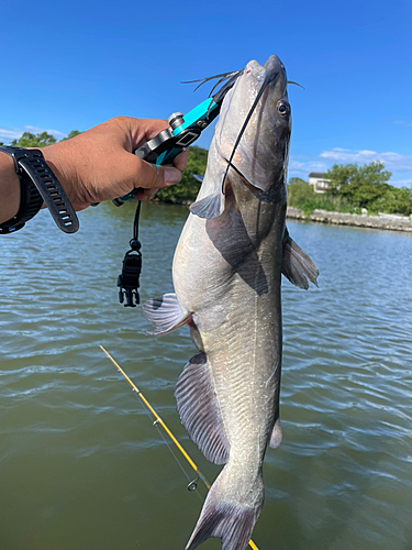 アメリカナマズの釣果