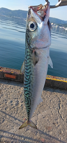 マサバの釣果