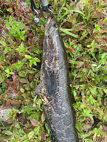 ライギョの釣果