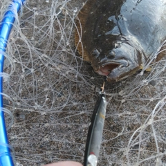 ヒラメの釣果