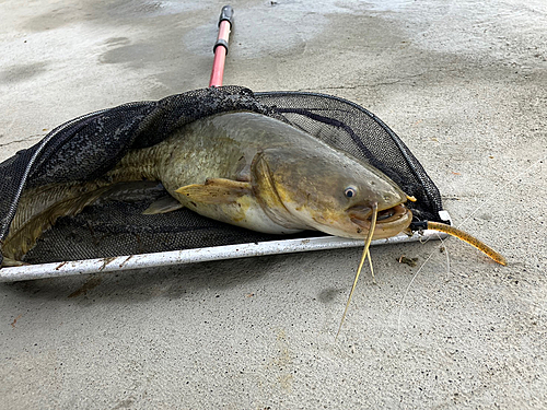 ナマズの釣果