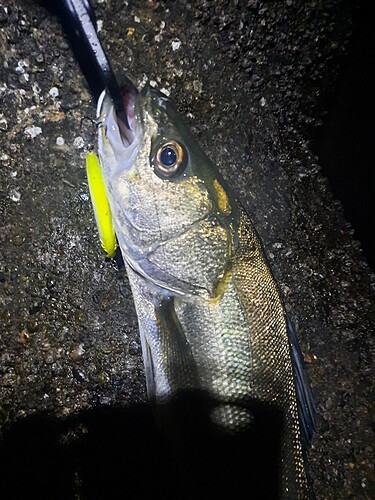 シーバスの釣果