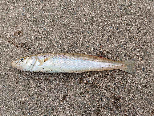 キスの釣果