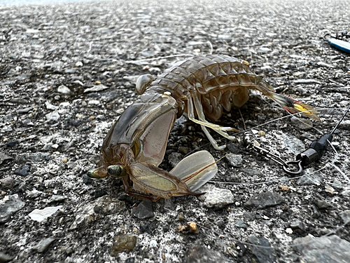 シャコの釣果