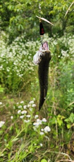 アマゴの釣果