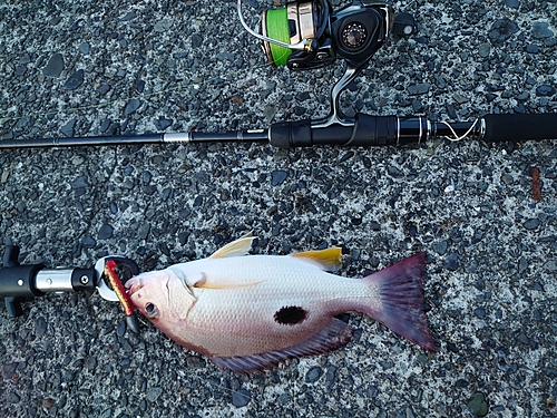 クロホシフエダイの釣果