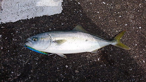 ツバスの釣果