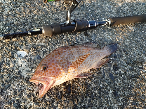 オオモンハタの釣果