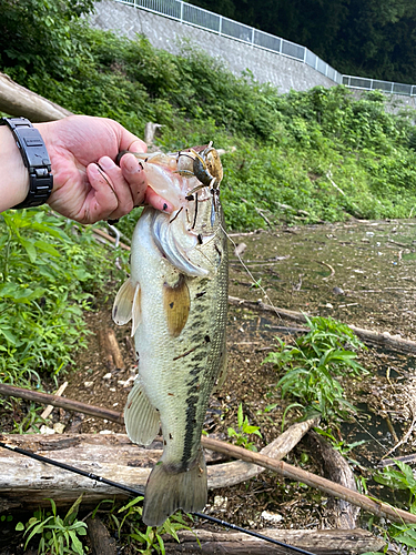 ラージマウスバスの釣果