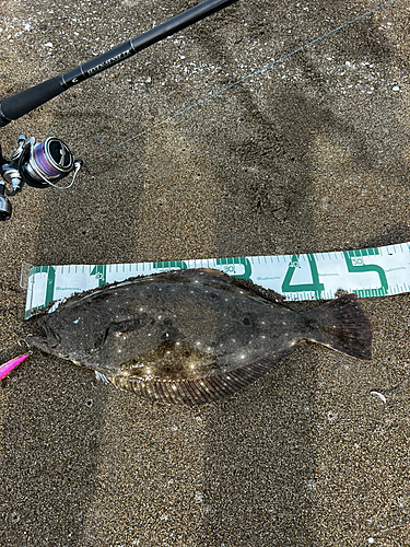 ヒラメの釣果