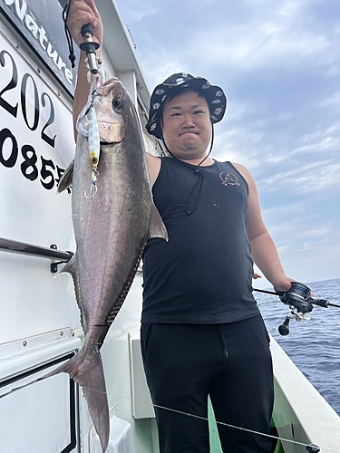 カンパチの釣果