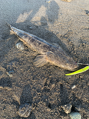 マゴチの釣果