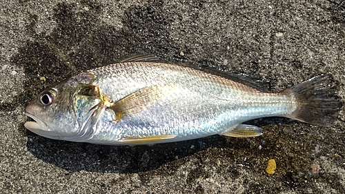 イシモチの釣果