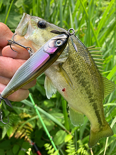 ラージマウスバスの釣果