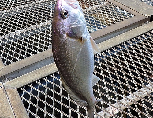 イシモチの釣果