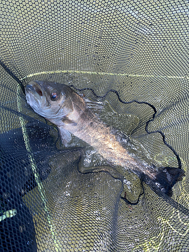 スズキの釣果