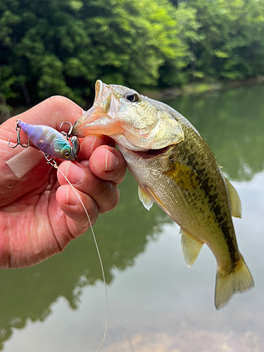 ブラックバスの釣果