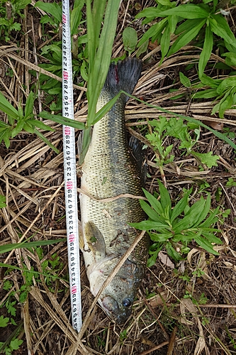 ブラックバスの釣果