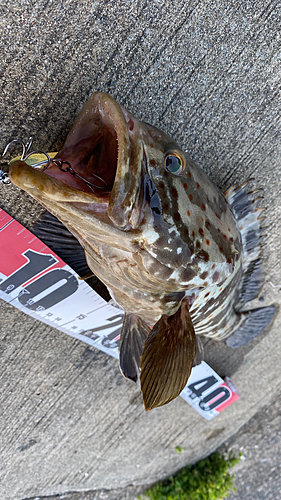 チャイロマルハタの釣果