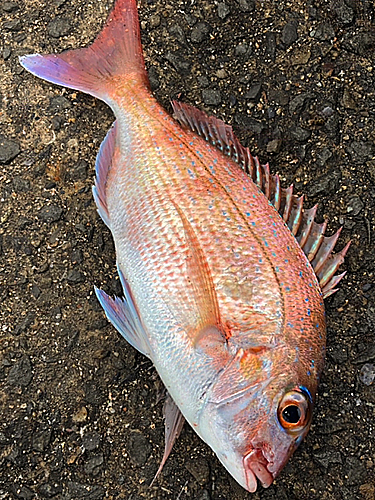 マダイの釣果