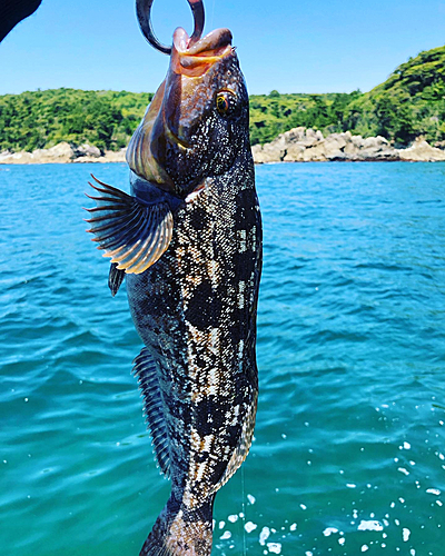 アイナメの釣果