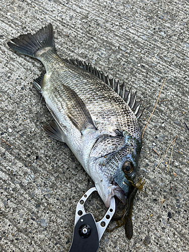 チヌの釣果