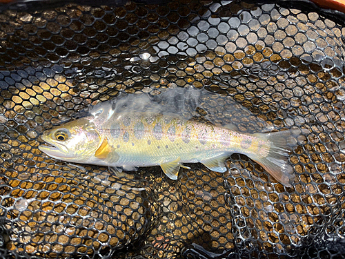 ヤマメの釣果